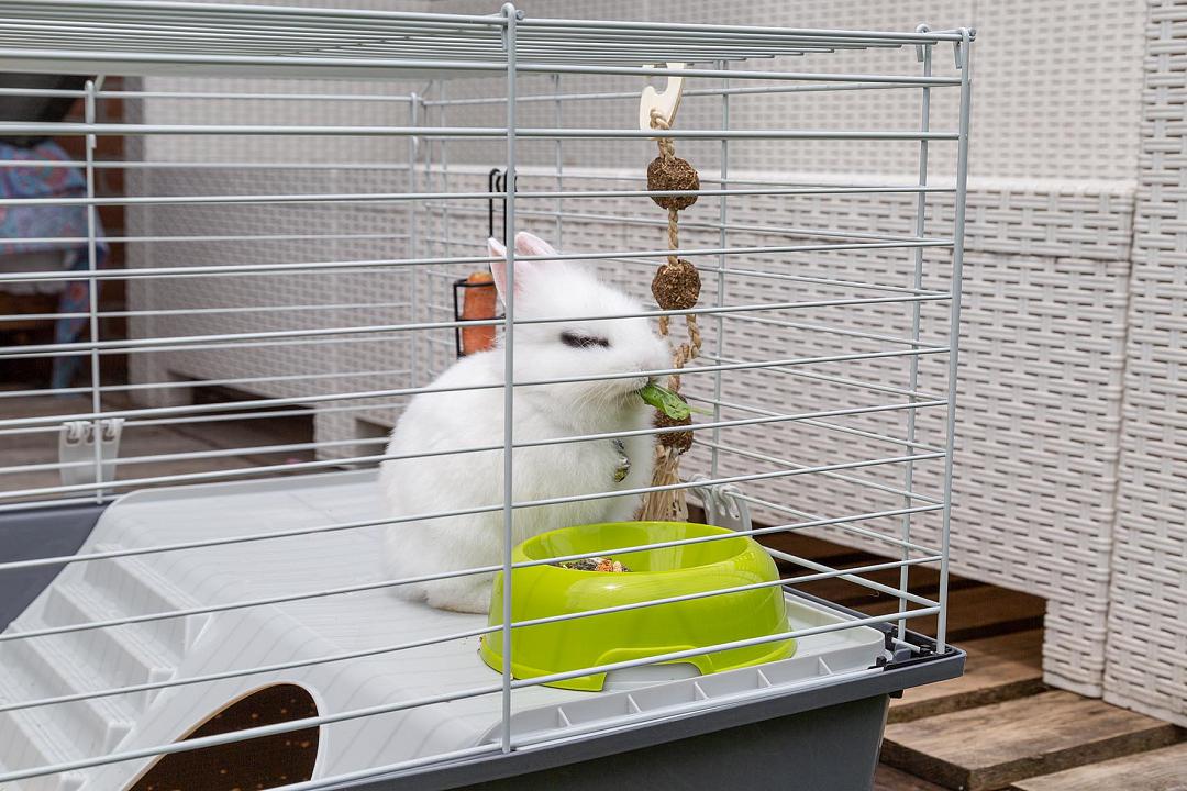 Allerlei soorten hefboom Trouw Ferplast binnenhok Rabbit 100 | Van Tol Dier XL