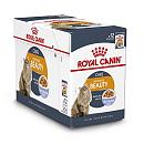 Royal Canin kattenvoer Intense Beauty in Jelly 12 x 85 gr