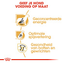 Royal Canin Hondenvoer Great Dane Adult 12 kg