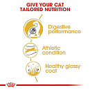 Royal Canin Kattenvoer Bengal Adult 10 kg