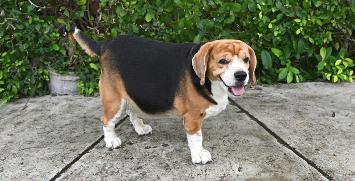 Een gezond gewicht is belangrijk